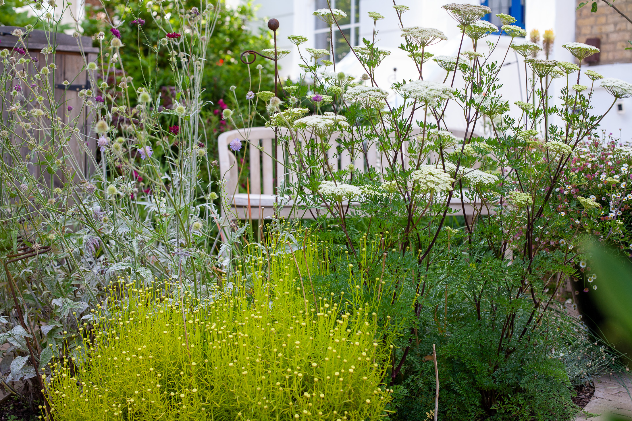 London Garden — A Study in Light & Texture