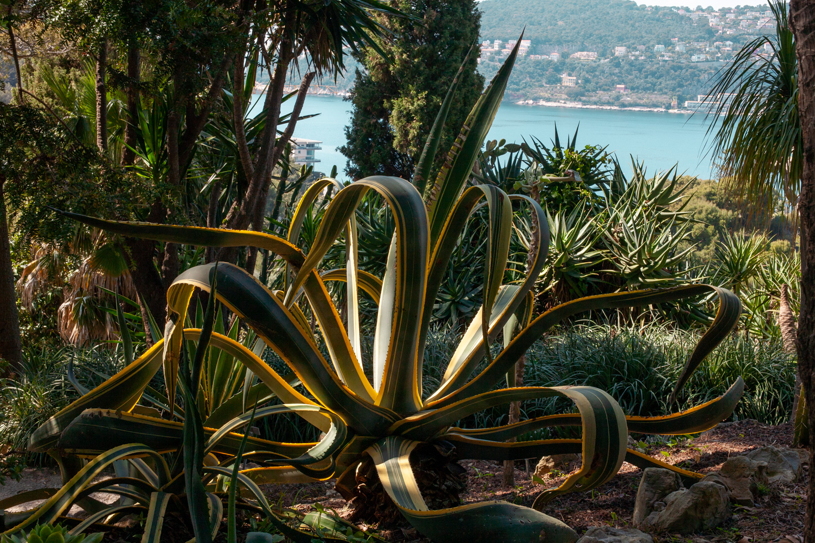 Mediterranean garden on the French Riviera with sunlit terraces and coastal planting.