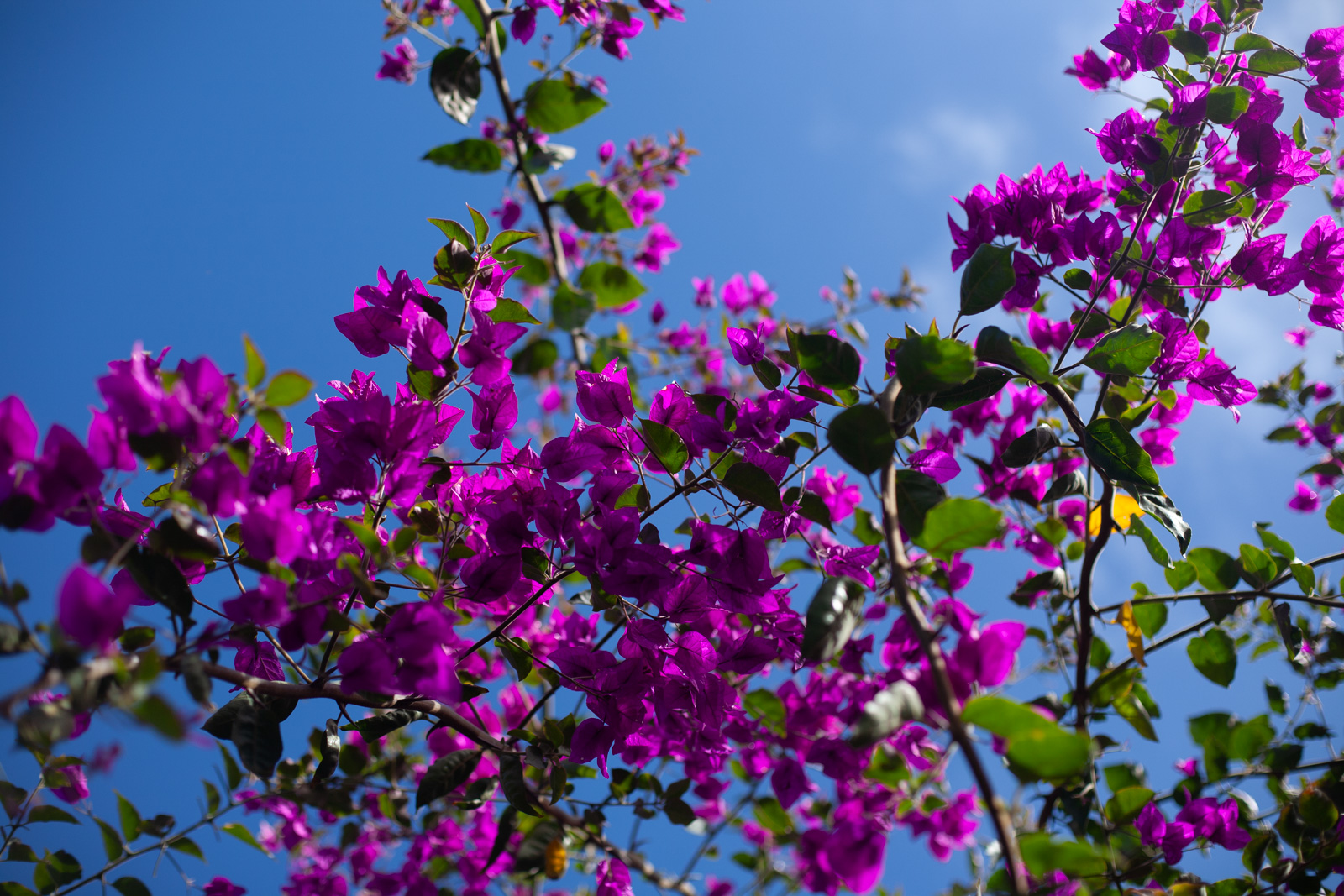 Close-up plant portrait of bright pink bougainvillea bracts in strong sunlight.