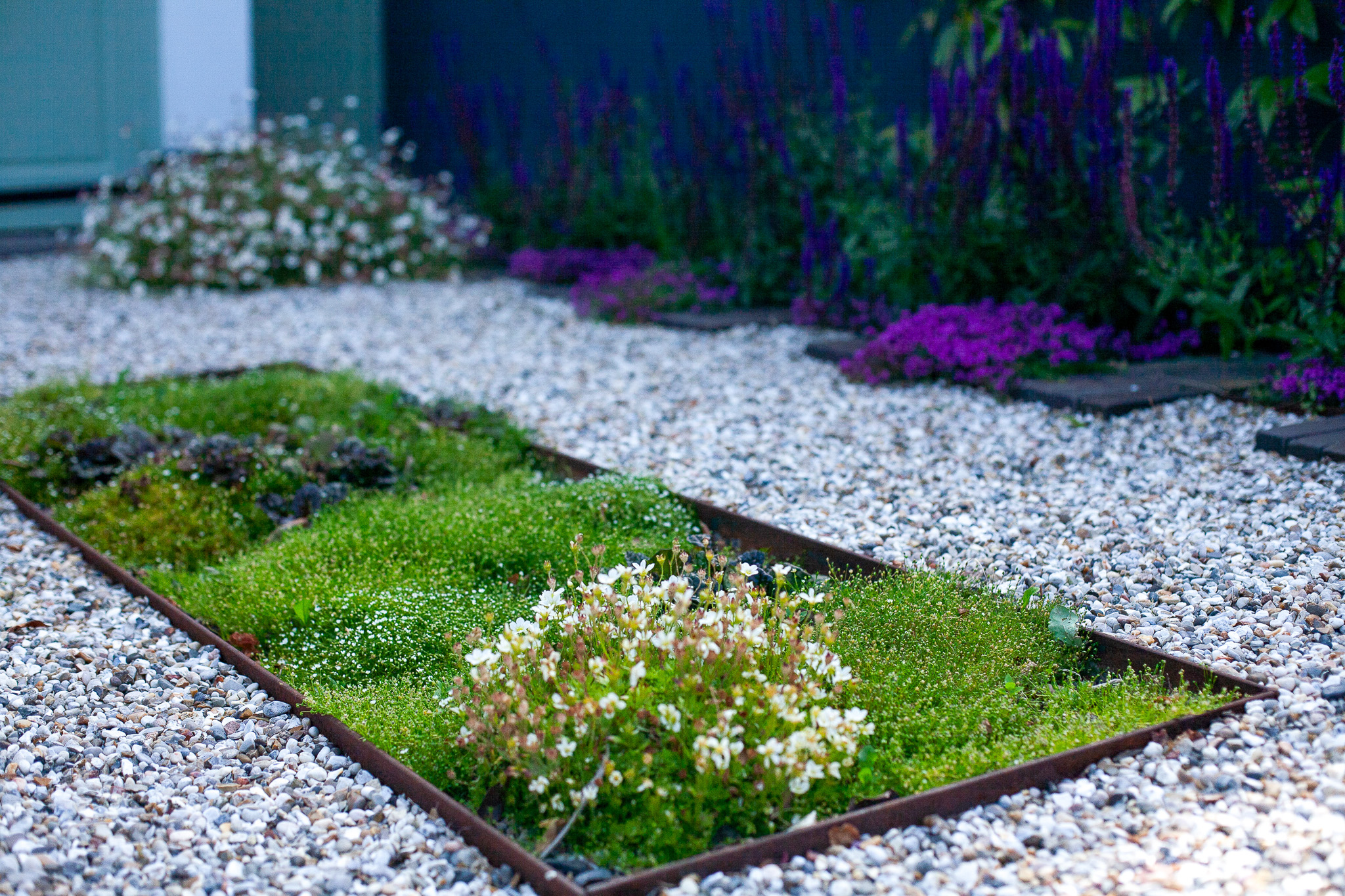 Steel-edged rectangular planting set into pale gravel; low green groundcover with tiny white flowers, blurred purple border behind.