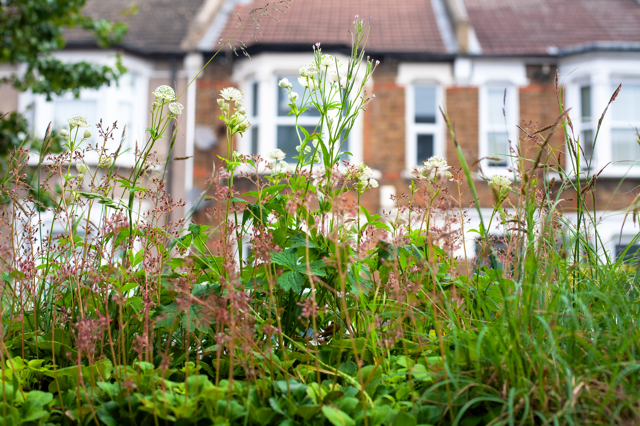 After (professional shoot): urban front garden planting in London featuring astrantia, heuchera, and ornamental grasses